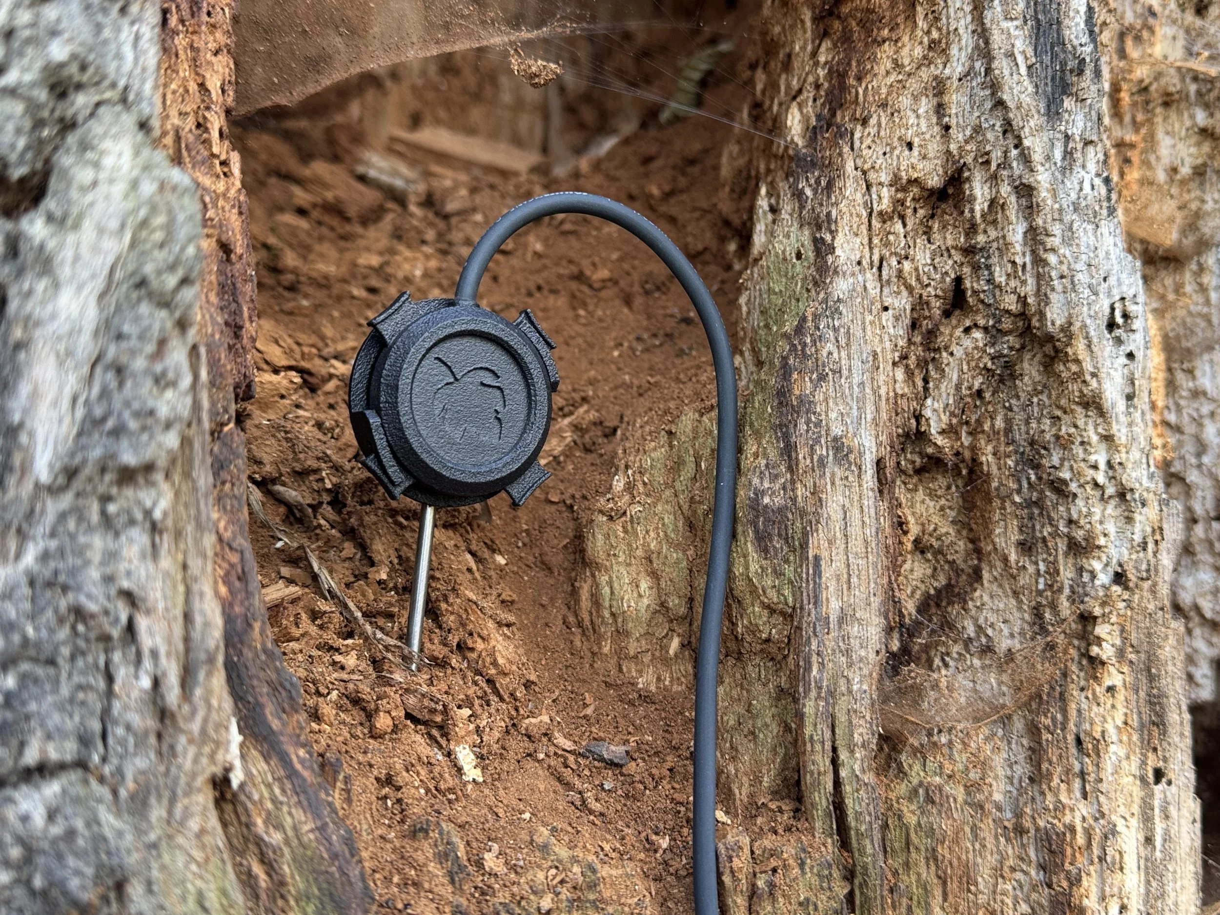 LeafAudioの公式写真 Contact Microphoneを朽ちた木に挿入